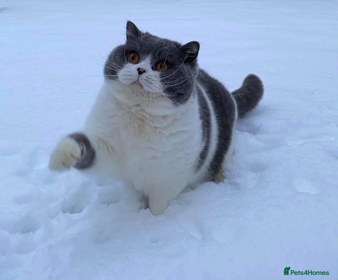 British Shorthair cats for stud: RW SGC MAKDISSY APOLLO (Blue & White Stud  in Stoke-on-Trent - Advert 2