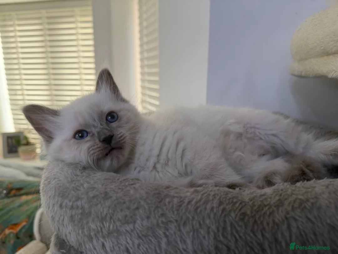 Ragdoll cats for sale: Adorable and friendly Ragdoll Kittens - Advert 22