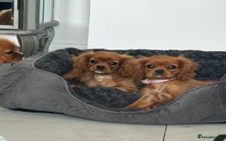 Cavalier King Charles Spaniel dogs for sale: Beautiful cavaliers fully health, and heart tested - Image 13