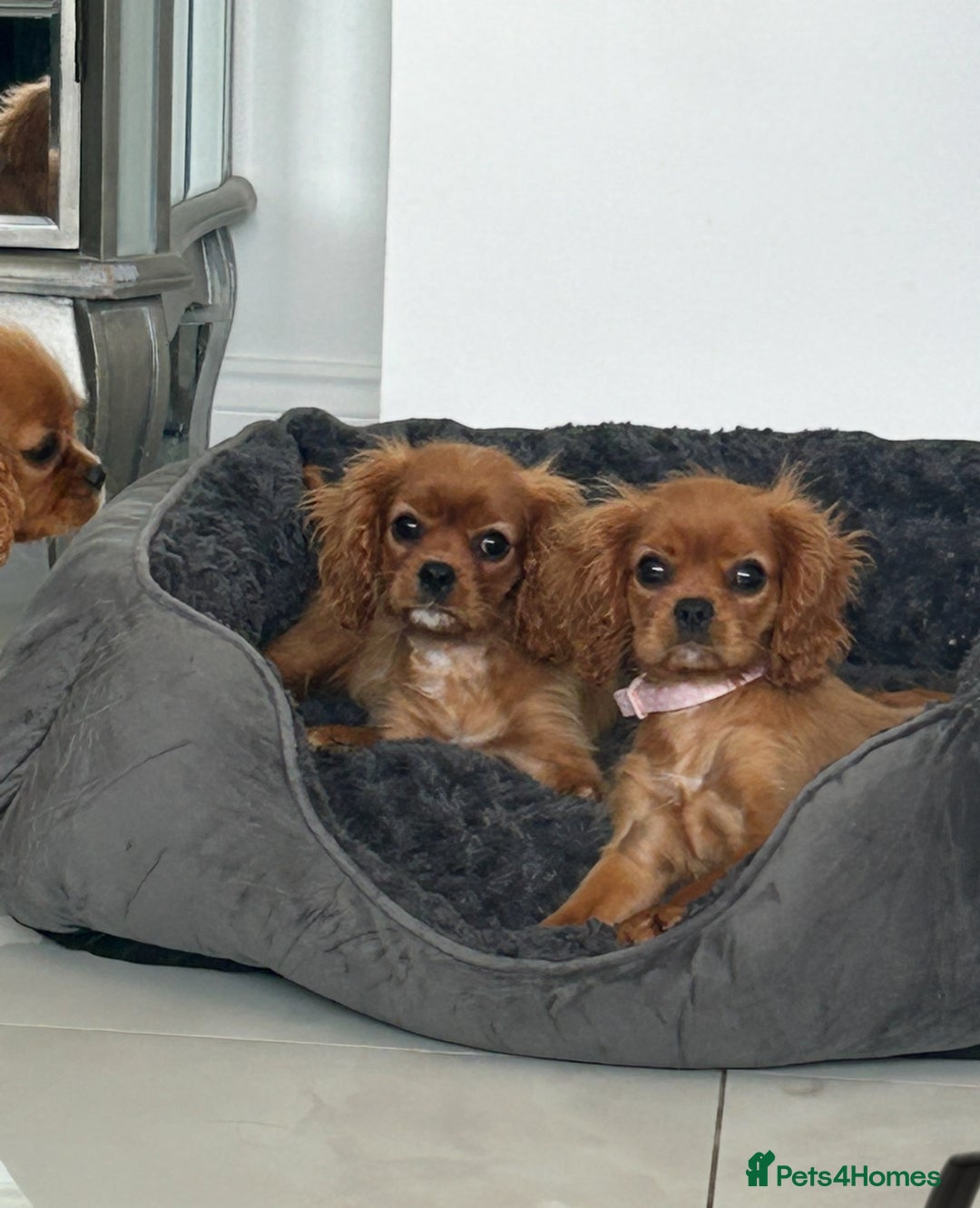 Cavalier King Charles Spaniel dogs for sale: Beautiful cavaliers fully health, and heart tested - Image 13