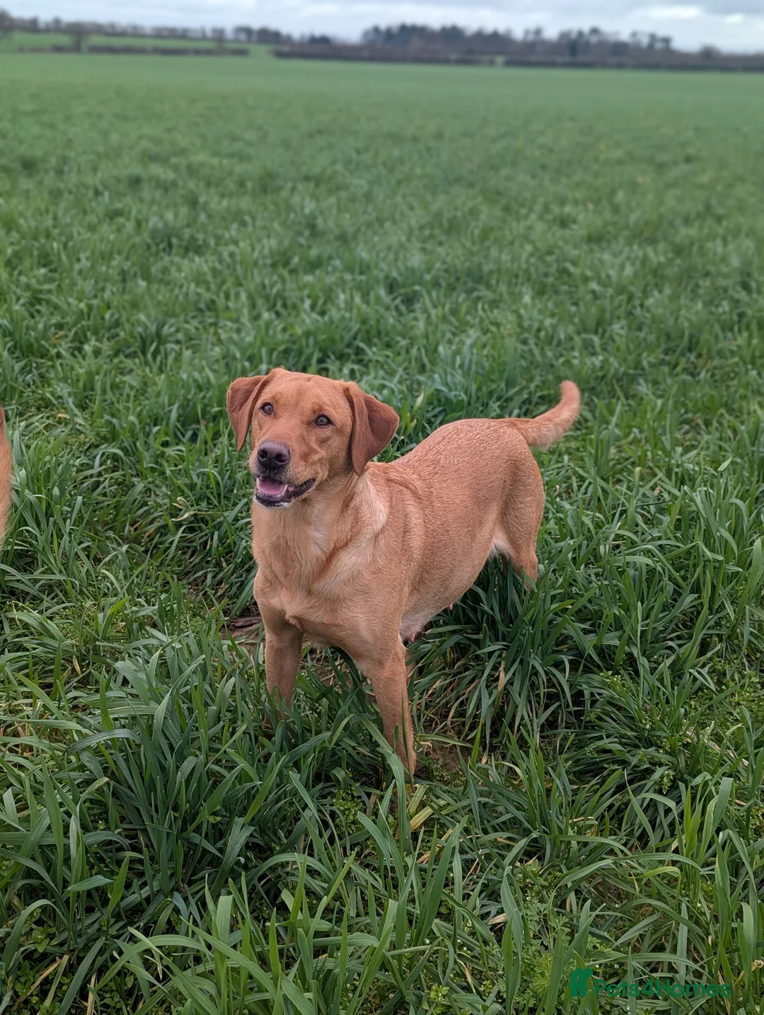 Labrador Retriever dogs for sale: Labrador Litter born 3/3/26 - Advert 2