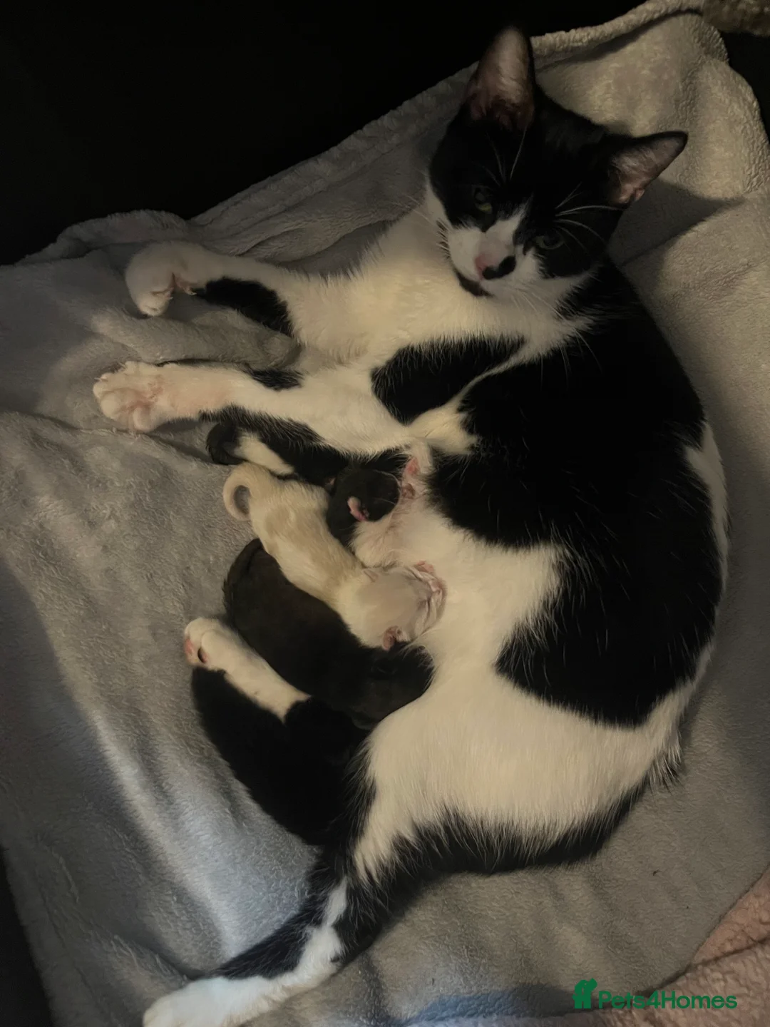 Siamese cats for sale: Beautiful kittens  - Advert 1