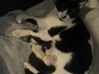 Siamese cats Beautiful kittens - Advert 5