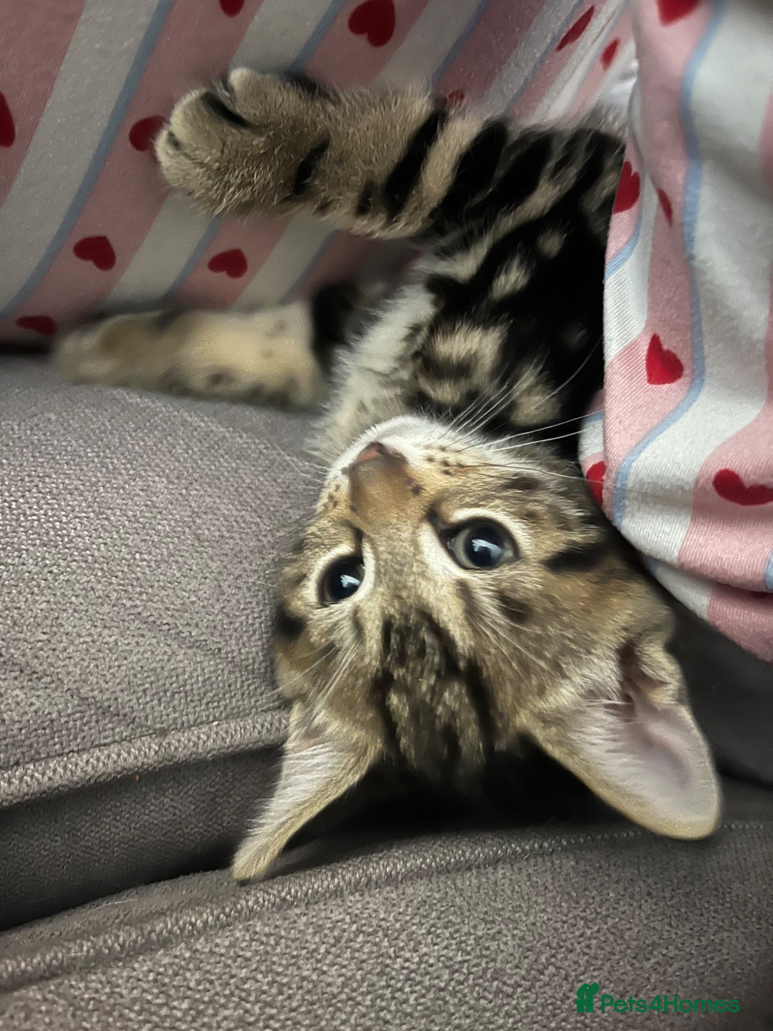 Mixed Breed cats for sale: 1 tabby boy left!! Ready now!! - Advert 2