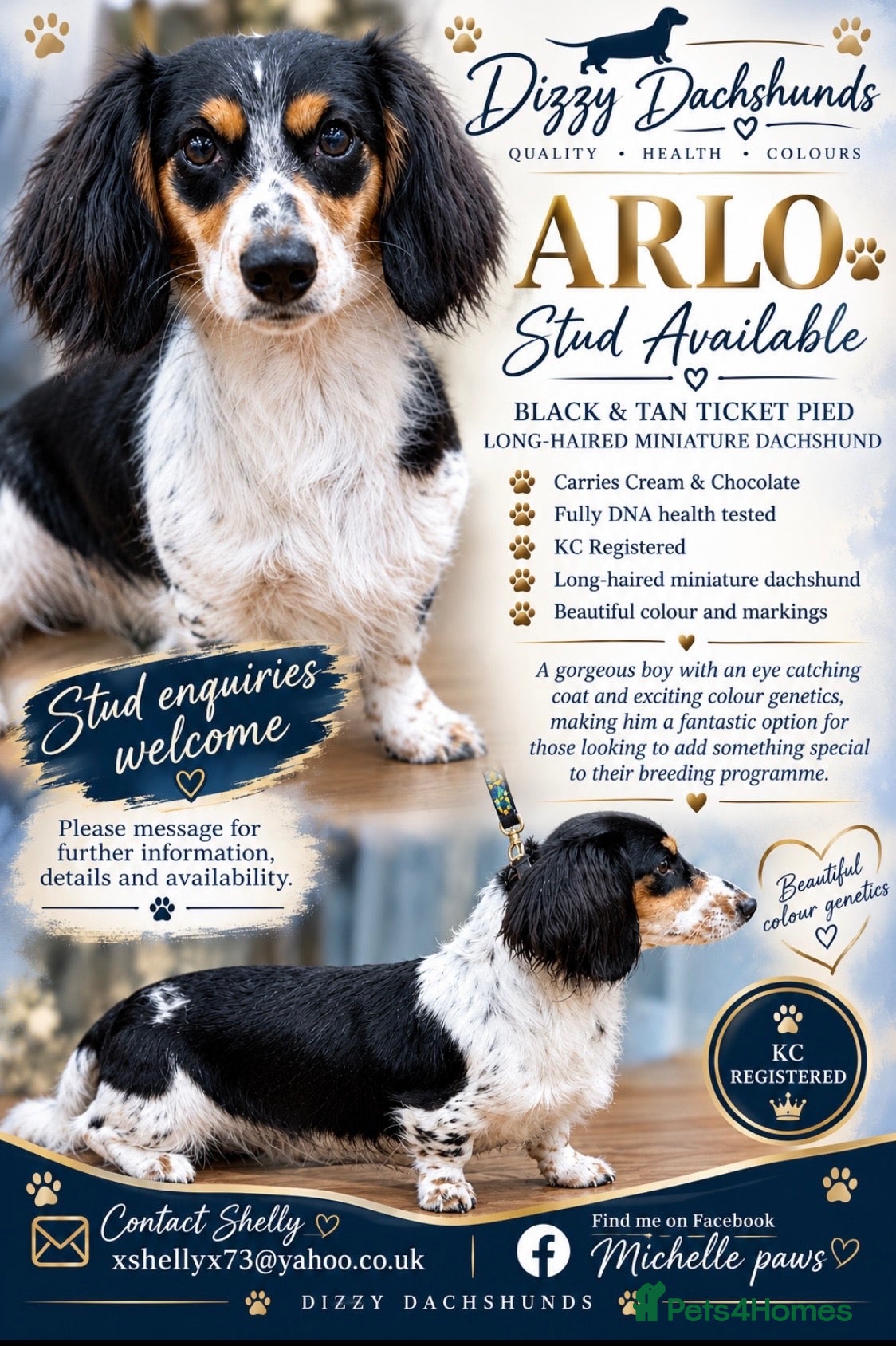 Miniature Dachshund dogs ARLO STUD - Advert 20