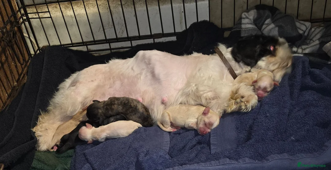 Cava Tzu dogs for sale: Cava tzu puppies - Advert 1