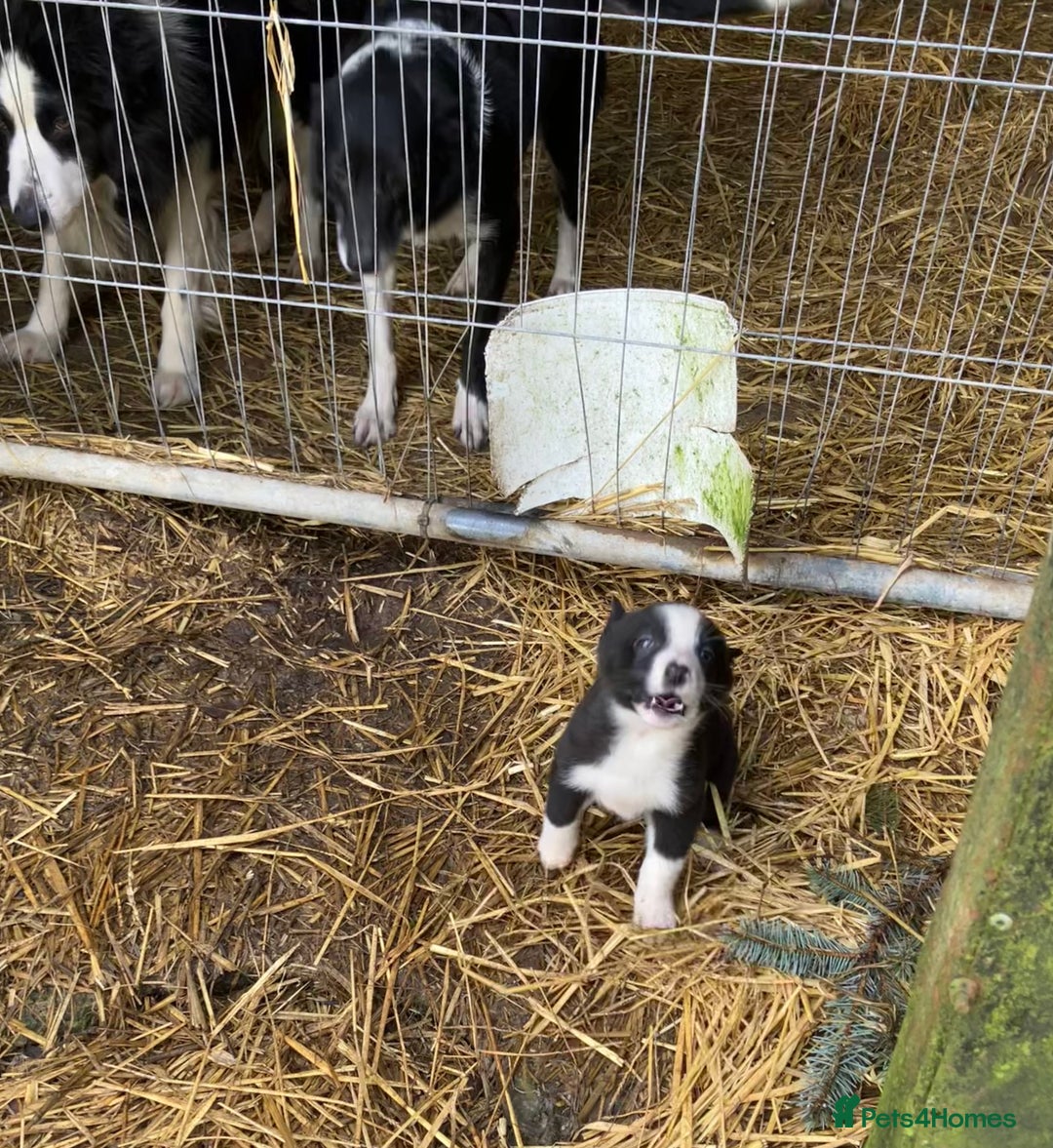 Border Collie dogs for sale: Gorgeous Border Collie pups - Image 26