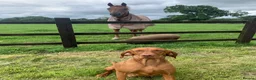 Hungarian Vizsla dogs for sale: 🌟Stunning, strong health tested KC pups 🌟  - Advert 18