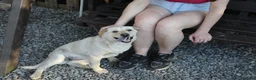 Mixed Breed dogs for adoption: ❤️🐶 LAIMA – TOO SMART AND WELL BALANCED in Burton-on-Trent - Advert 17
