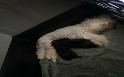 Maltipoo dogs for sale: Stunning maltipoo puppy’s  - Image 6