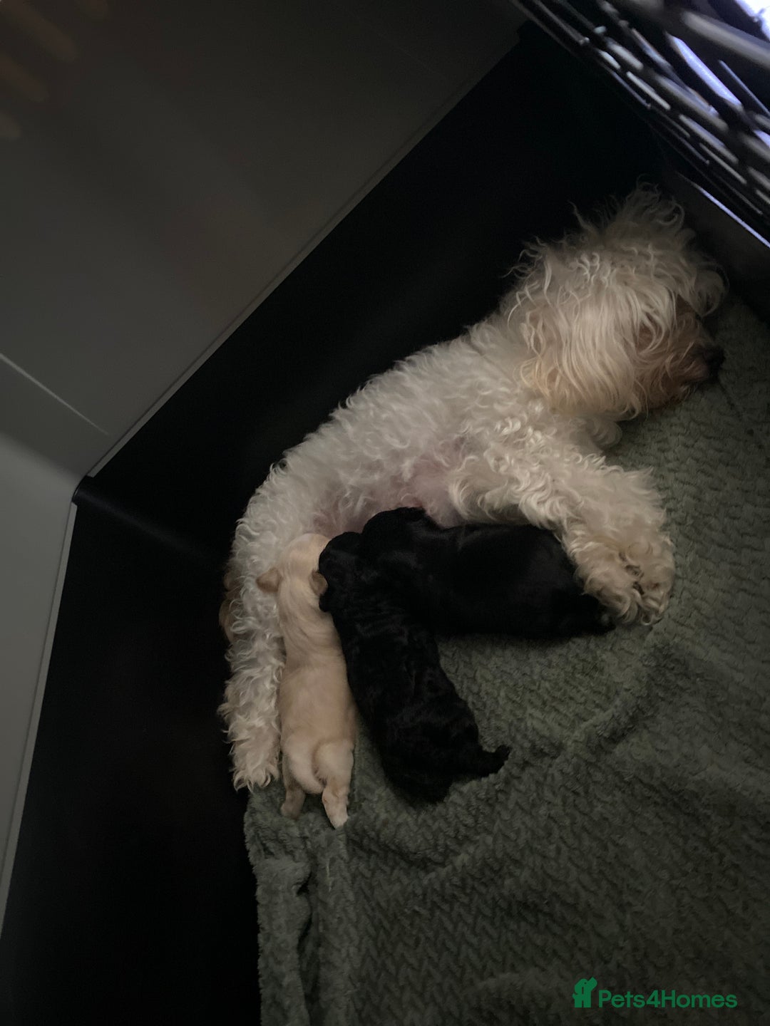 Maltipoo dogs for sale: Stunning maltipoo puppy’s  - Image 6