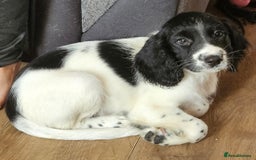 Sprocker dogs for sale: Beautiful male sprocker - Image 1