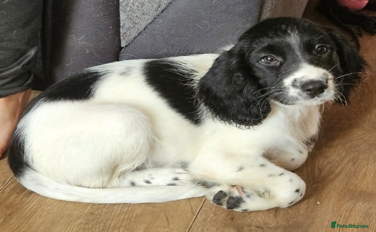 Sprocker dogs - Advert 4