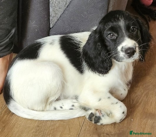 Sprocker dogs - Advert 4