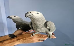 Parrots birds for sale: Tamed African Grey Parrots Available For Sale - Image 2