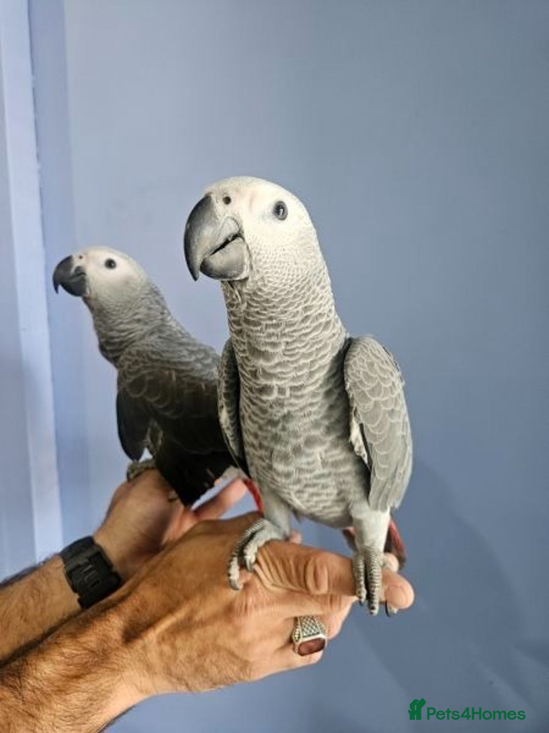 Parrots birds for sale: Tamed African Grey Parrots Available For Sale - Image 2