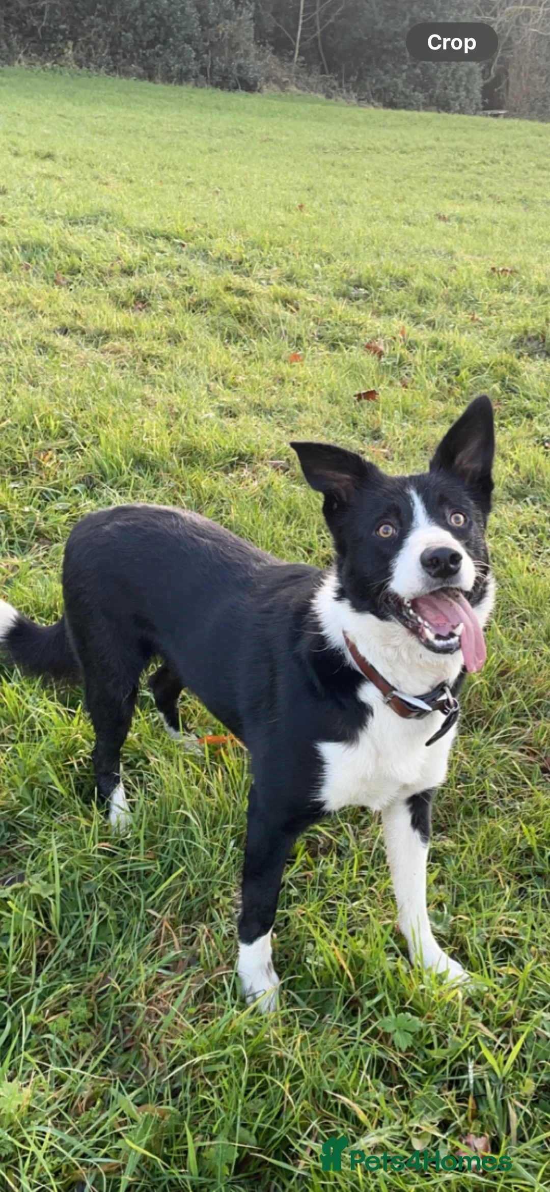 Border Collie dogs for stud: Proven Border Collie Stud | Strong Working Lines  - Advert 23