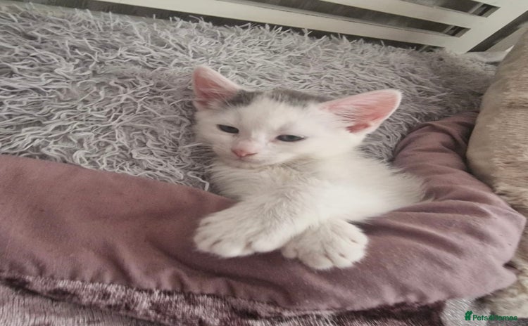 Mixed Breed cats - Advert 12