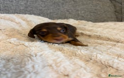 Dachshund dogs for sale: Stunning Chocolate & Cream puppies  - Image 5