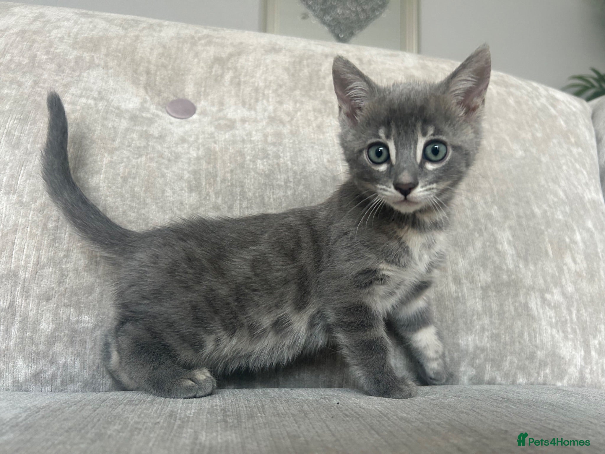 Bengal cats 3 Beautiful Female Blue TICA Reg Bengal kittens  - Advert 8