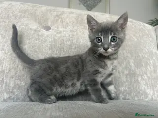 Bengal cats 3 Beautiful Female Blue TICA Reg Bengal kittens - Advert 8