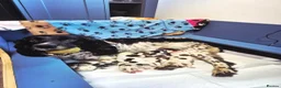 English Springer Spaniel dogs for sale: Working Springer Spaniel - Advert 3