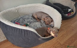 Jack Russell dogs for sale: Jack russell pups - Image 5