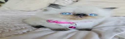 Persian cats for sale: Stunning Persian Kittens  - Advert 10