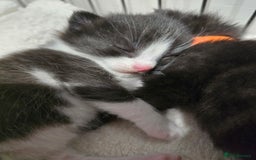 Domestic Shorthair cats for sale: 3 Adorable Kittens - Image 8