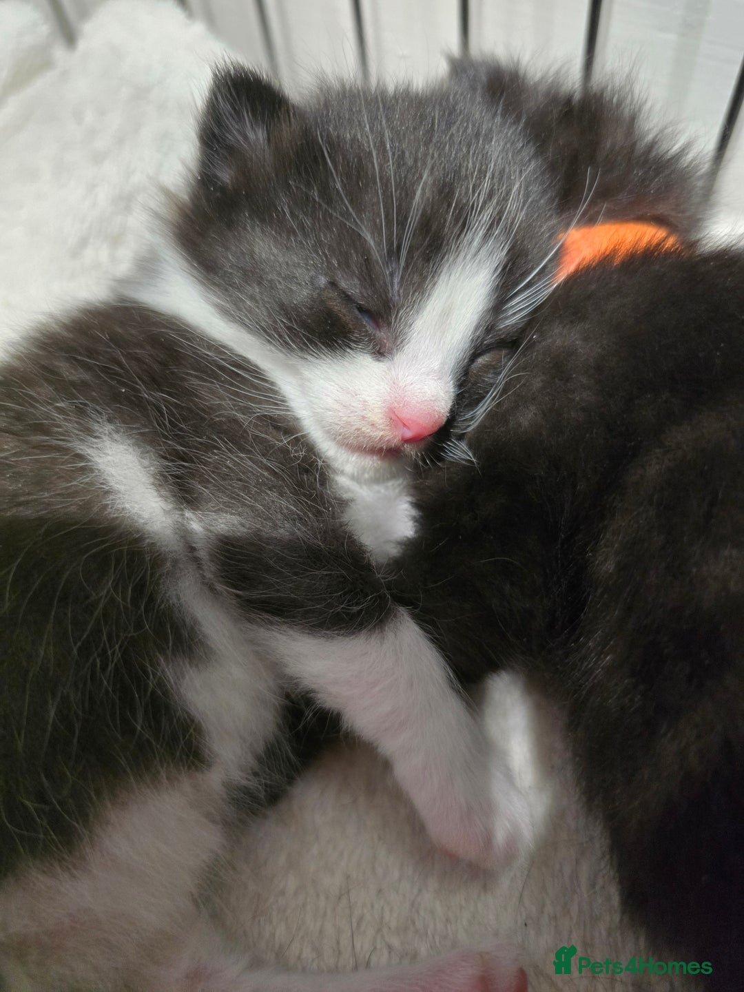 Domestic Shorthair cats for sale: 3 Adorable Kittens - Image 8