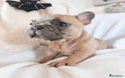 French Bulldog dogs for sale: Home reared beautiful frenchie pups - Image 2