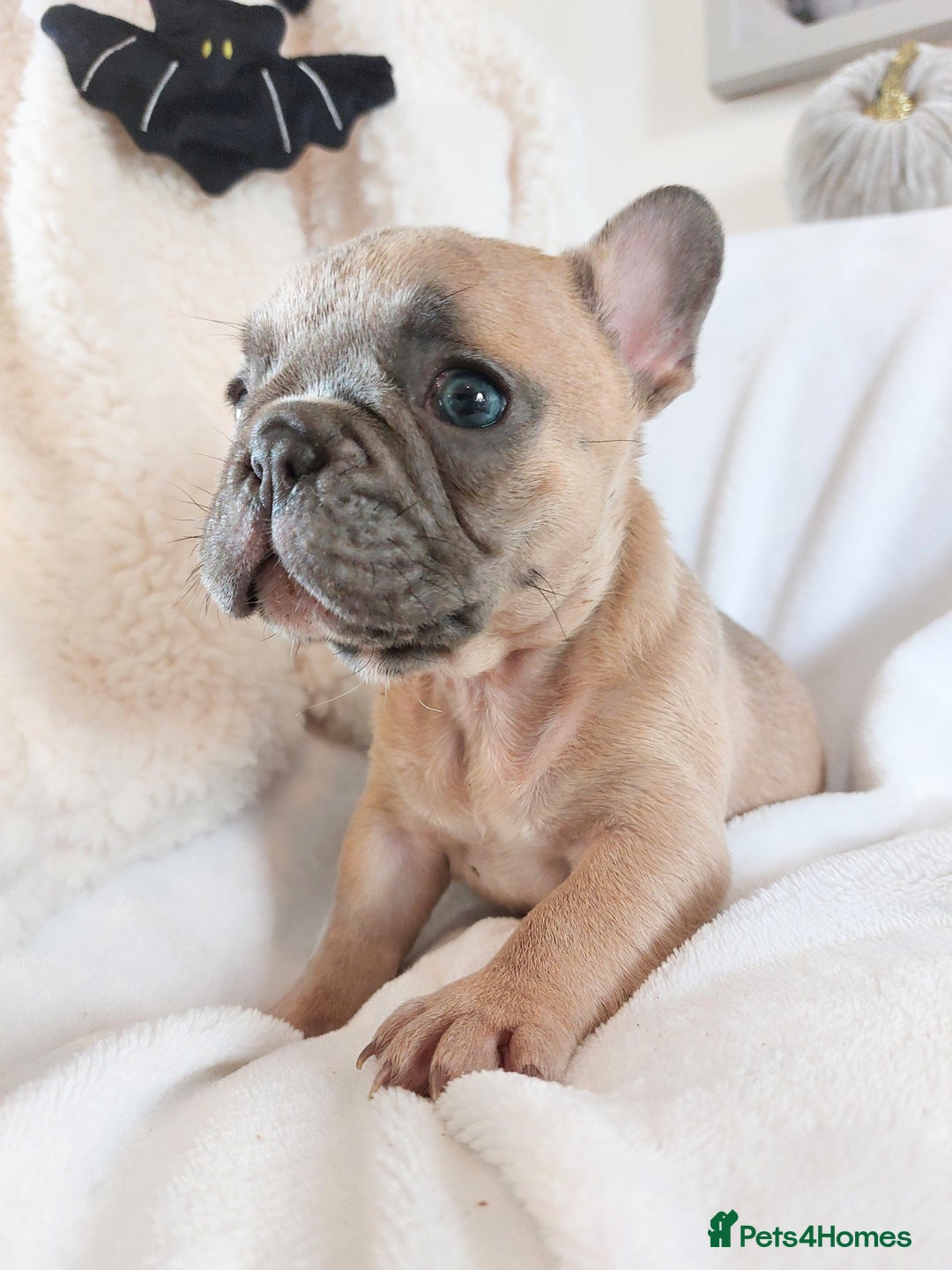 French Bulldog dogs for sale: Home reared beautiful frenchie pups - Image 2