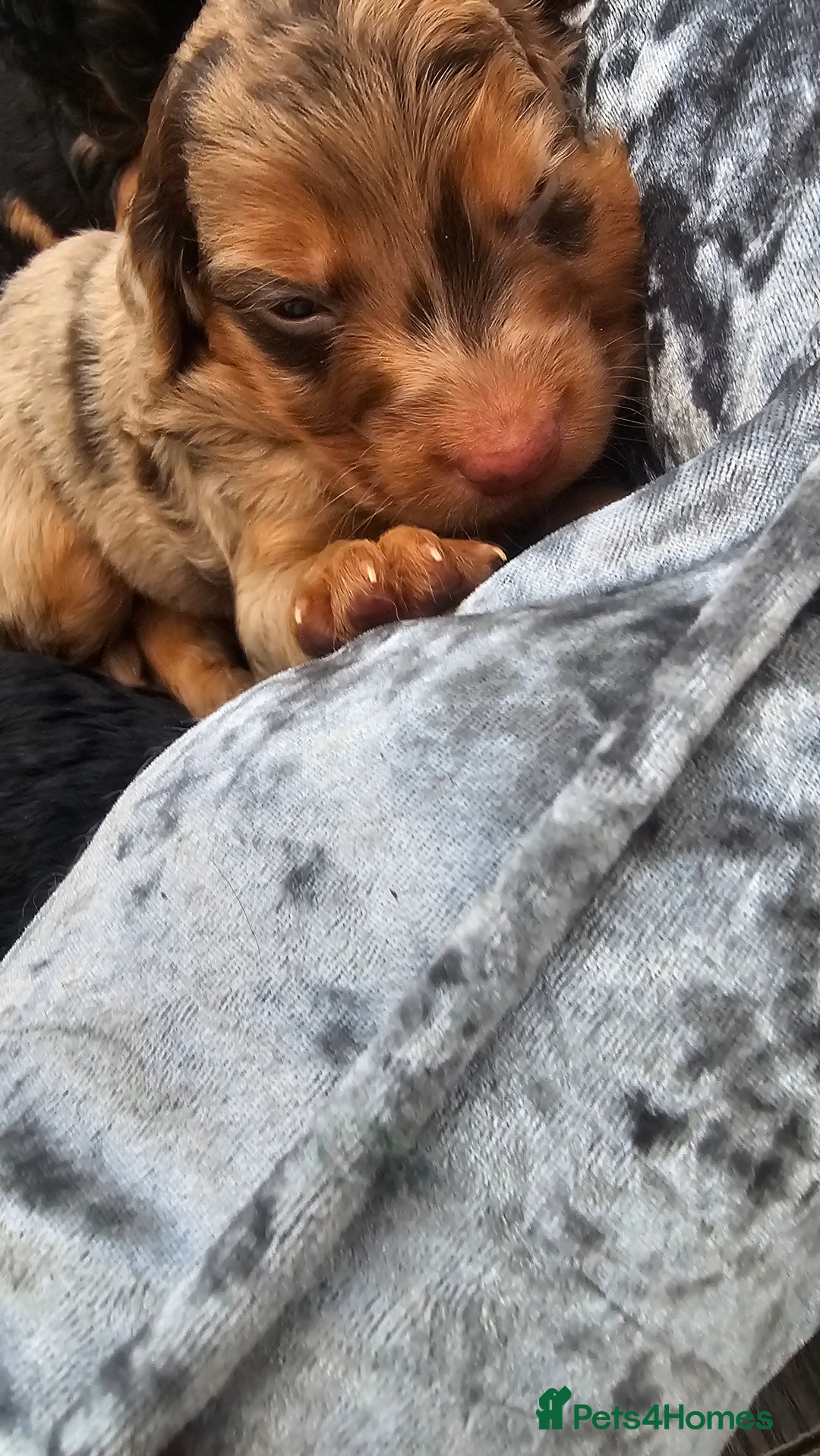 Cockapoo dogs for sale: The best cockapoos - Image 11