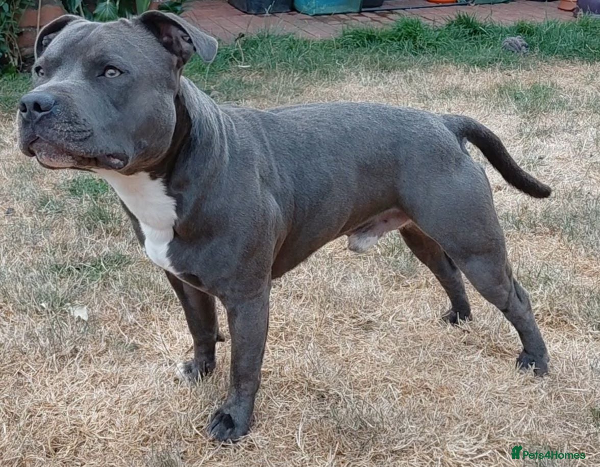 Staffordshire Bull Terrier dogs KC staffy stud - Advert 17