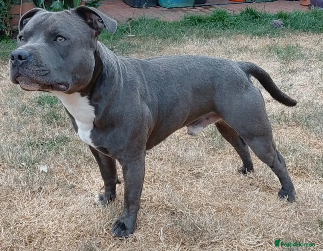 Staffordshire Bull Terrier dogs for stud: KC staffy stud - Advert 1
