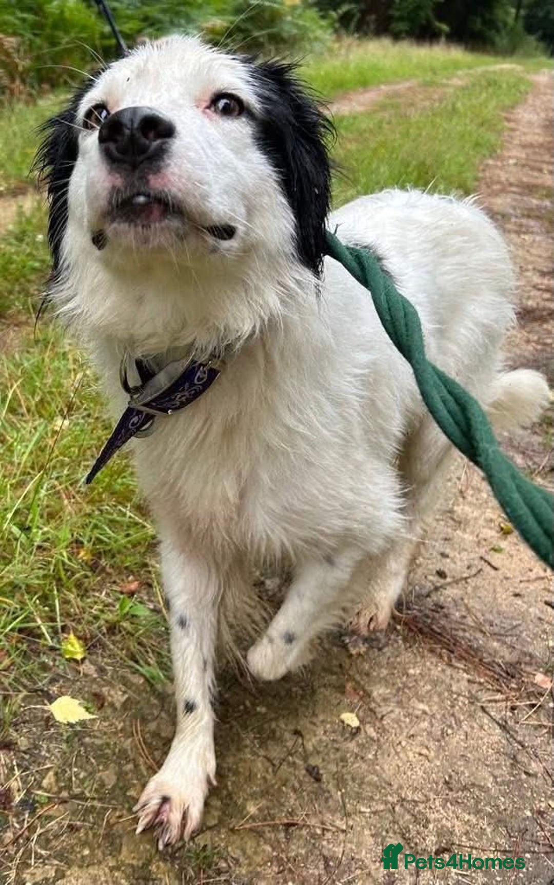Mixed Breed dogs for adoption: Spotty - Norwich Norfolk  - Image 11