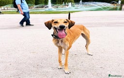 Mixed Breed dogs for sale: Beautiful saluki x greyhound for adoption - Image 20