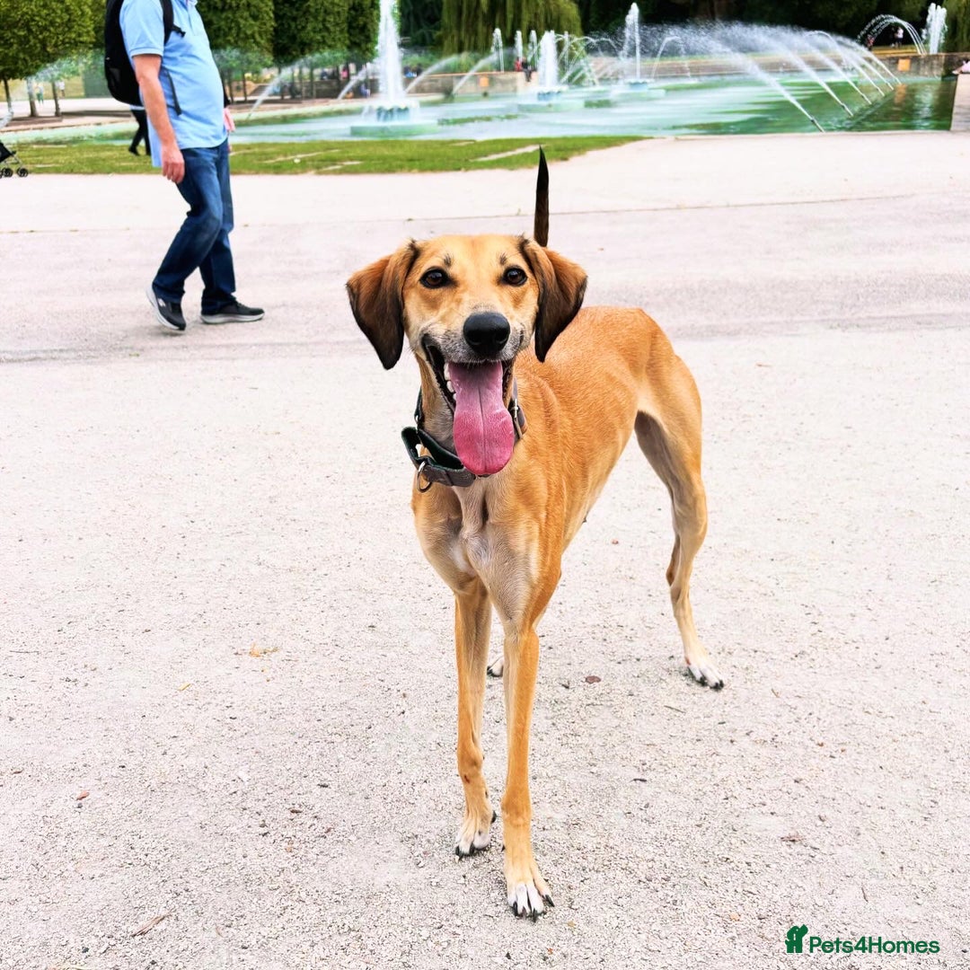 Mixed Breed dogs for sale: Beautiful saluki x greyhound for adoption - Image 20