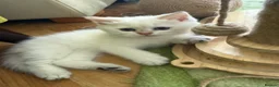 British Longhair cats for sale: Pure Bread British Longhair and Shorthair kittens - Advert 3