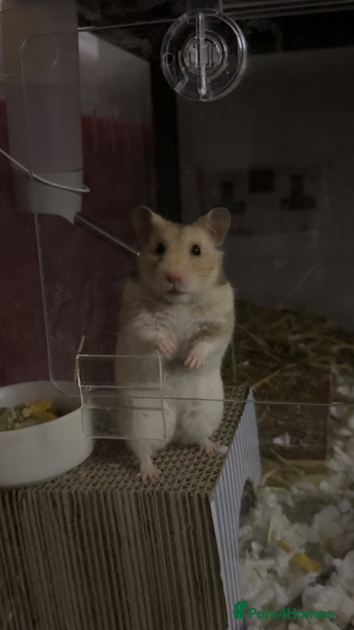 Hamster rodents for sale: Syrian Hamster to Good Home in Coventry - Advert 5