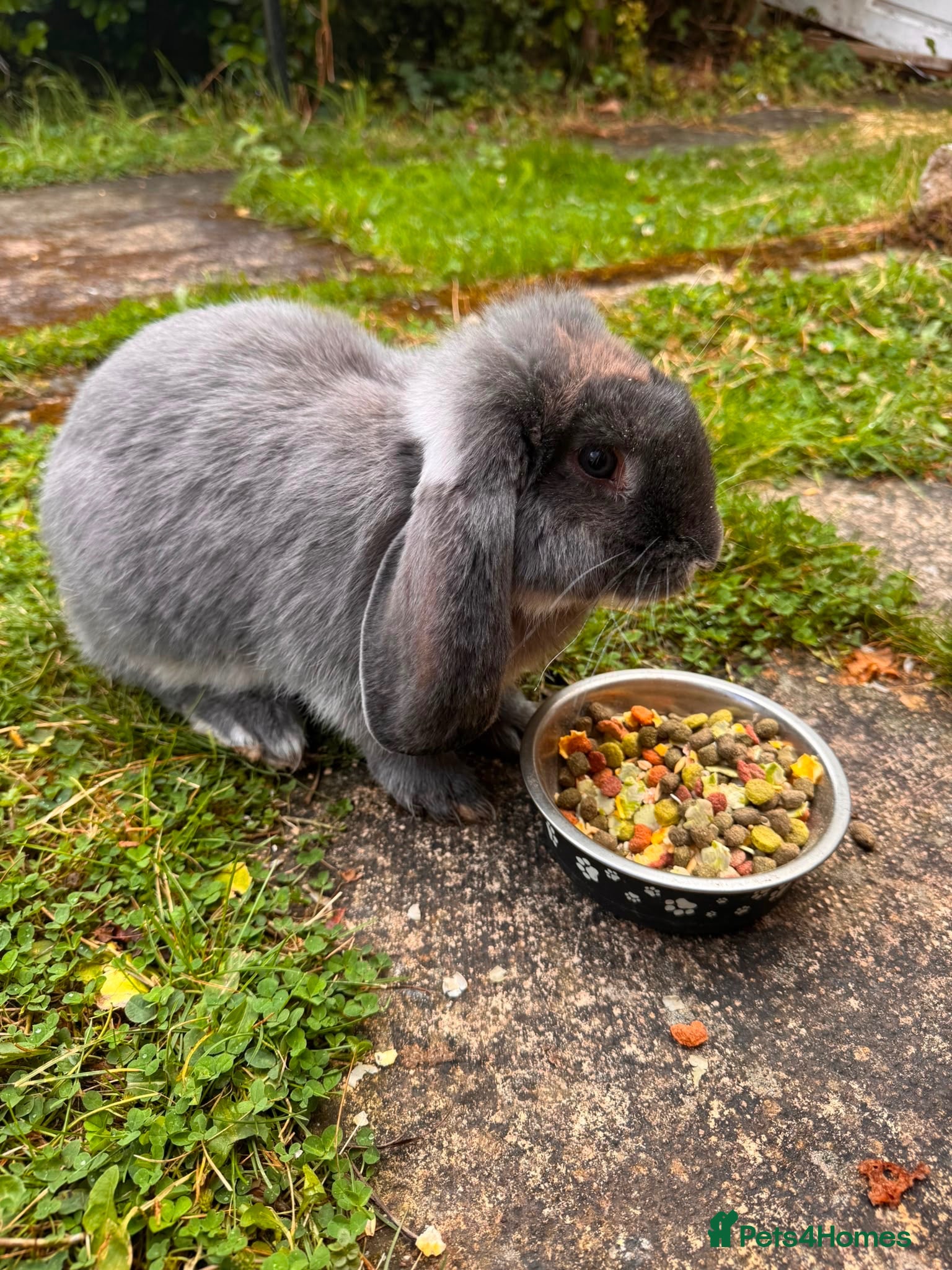 Mini Lop rabbits Rabbit  - Advert 2