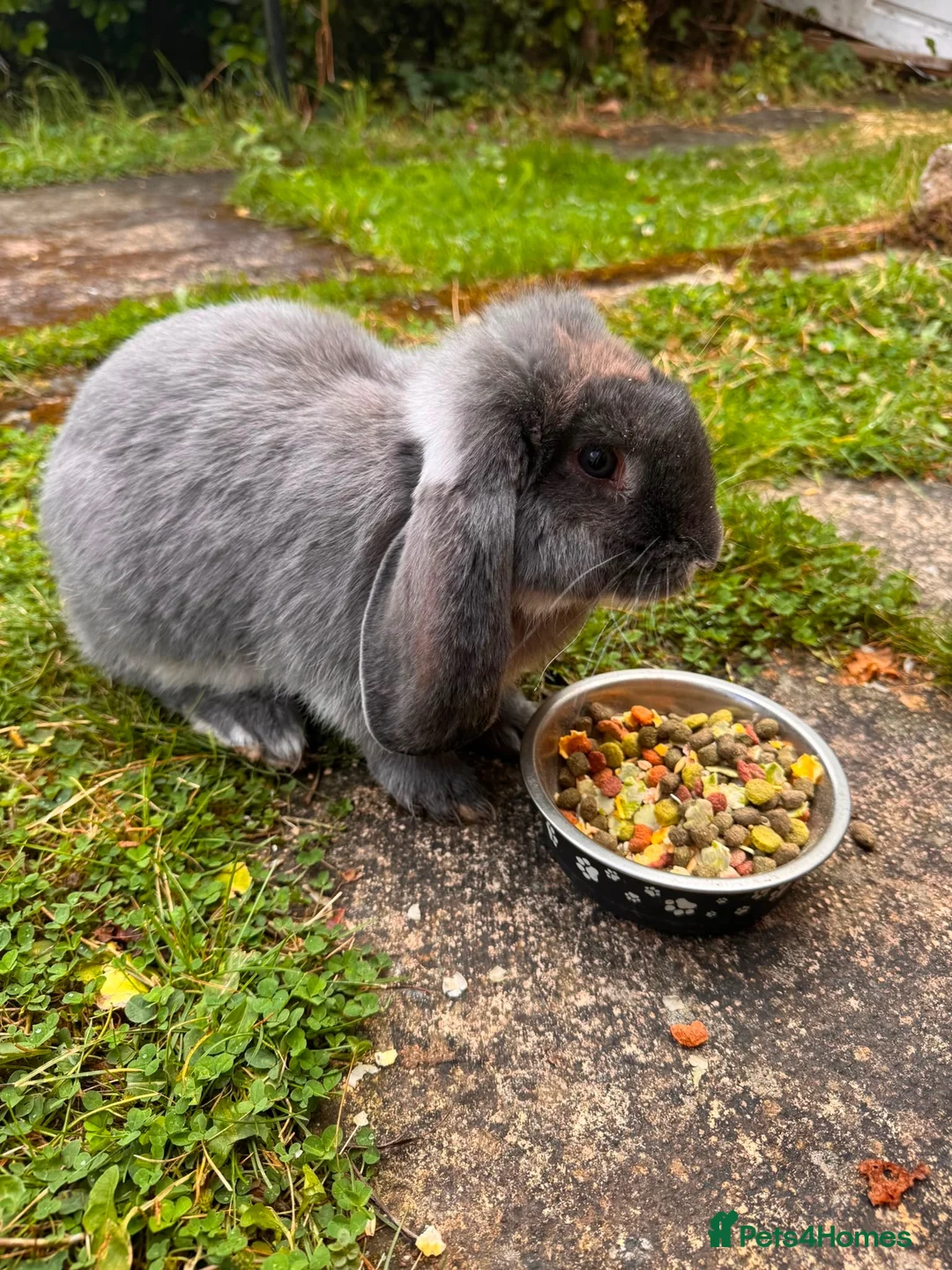 Mini Lop rabbits for sale: Rabbit  in Newcastle upon Tyne - Advert 1