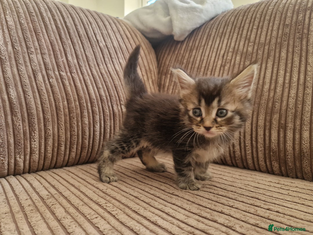 Maine Coon cats for sale: Maine coon cross - Image 3
