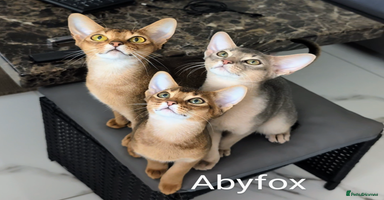 Abyssinian cats in Ruislip - Advert 14