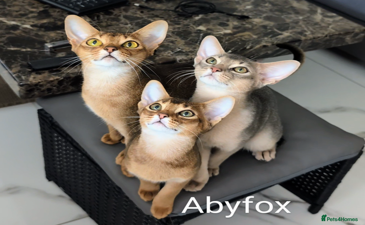 Abyssinian cats in Ruislip - Advert 1
