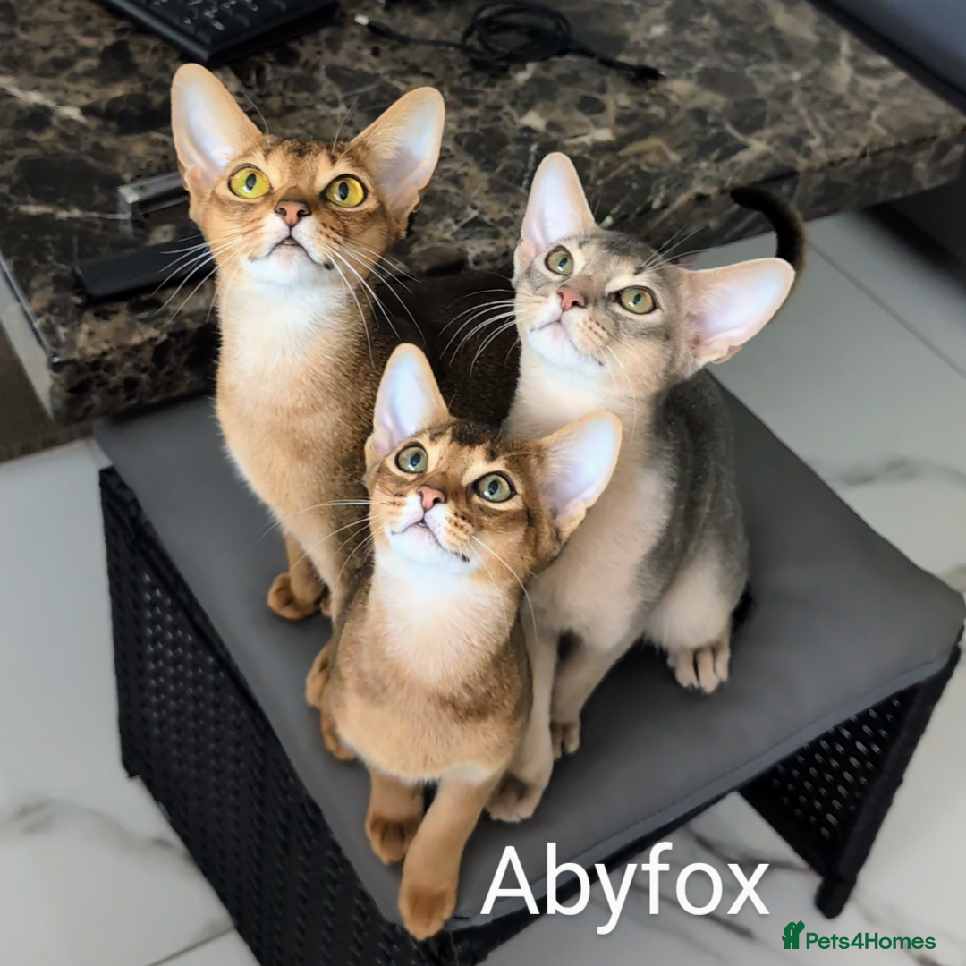 Abyssinian cats for sale: LAST 🤎🤎GIRL🐈 Available 💙🤎 TICA pedigree  in Ruislip - Image 4