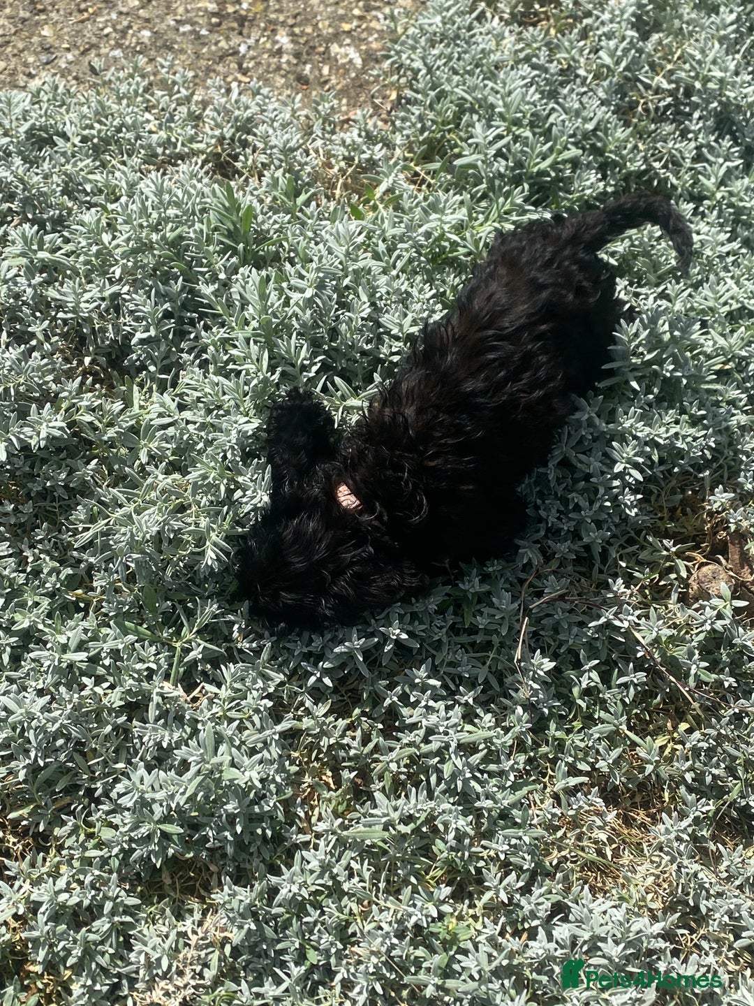 Cockapoo dogs for sale: Gorgeous American cockapoos  - Image 32