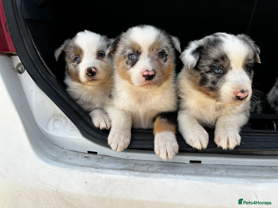 Border Collie dogs for sale: Beautiful Blue Merle Puppies  - Advert 1