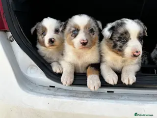 Border Collie dogs Beautiful Blue Merle Puppies - Advert 1