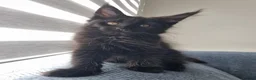 Maine Coon cats for sale: King size Purebred Maine Coon kittens  - Advert 22